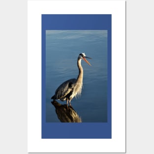 Great Blue Heron Posters and Art